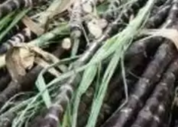 Belagavi Police Dogs grab 1st and 2nd place in explosives detection at state meet