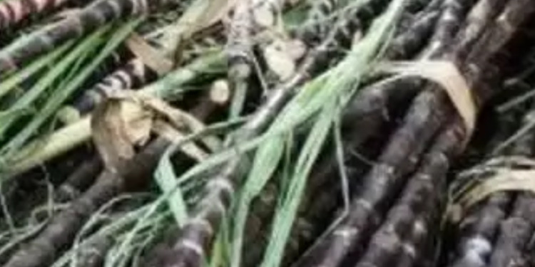 Belagavi Police Dogs grab 1st and 2nd place in explosives detection at state meet