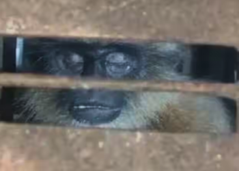 Forest department successfully traps monkey bringing relief to Ramadurga residents