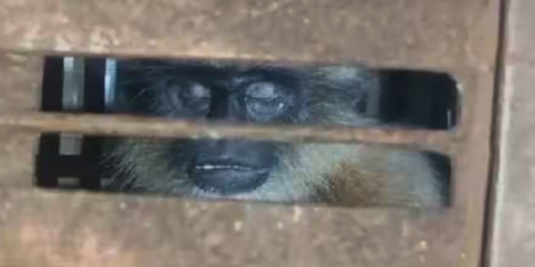 Forest department successfully traps monkey bringing relief to Ramadurga residents