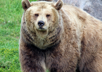 Bear attack leaves 63-year-old farmer seriously injured in Khanapur