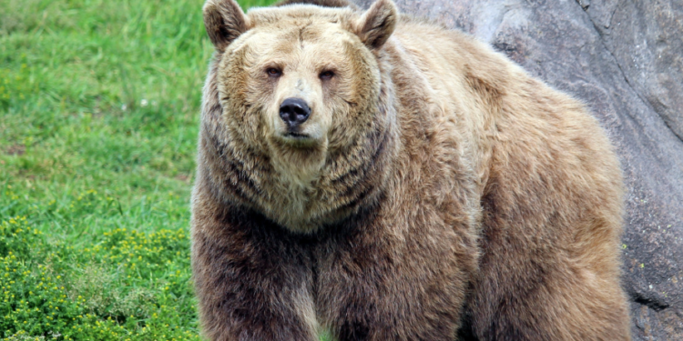 Bear attack leaves 63-year-old farmer seriously injured in Khanapur