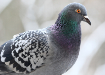 Brawl over Rs. 1,500 pigeon at Jain fair lands nine in judicial custody