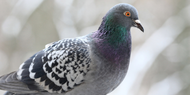 Brawl over Rs. 1,500 pigeon at Jain fair lands nine in judicial custody