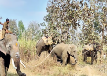 Forest department successfully captures elephant after three months of damage in Khanapur