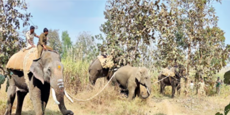 Forest department successfully captures elephant after three months of damage in Khanapur