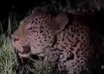 Leopard spotted near village in Khanapur, farmer narrowly escapes attack