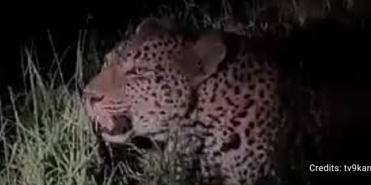 Leopard spotted near village in Khanapur, farmer narrowly escapes attack