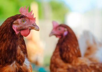 Belagavi Authorities Ease Bird Flu Concerns