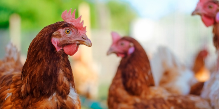 Belagavi Authorities Ease Bird Flu Concerns