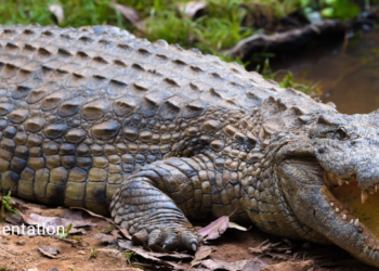 Belagavi residents reject first gate ROB, demand underpass alternative