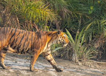 Belagavi Mini Zoo to welcome new tigress 