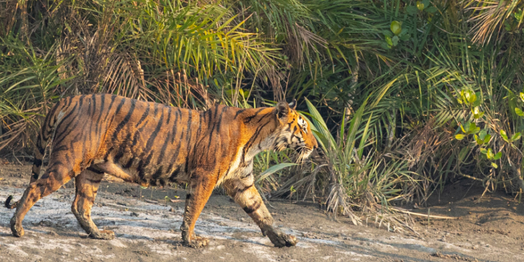 Belagavi Mini Zoo to welcome new tigress 