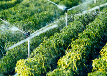 Decades-old demand fulfilled: Sattigeri irrigation project completed on time, bringing relief to farmers