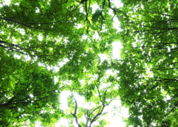 Farm women die in lightning strike while returning home in Belagavi