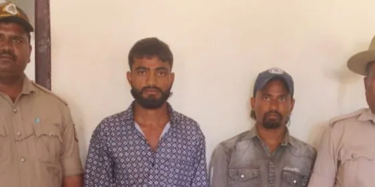 MP Priyanka Jarkiholi releases tigress and lioness released at Channamma Zoo in Belagavi