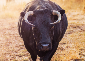 Bull Show Steal the Spotlight at Jolle Group’s Grand Event