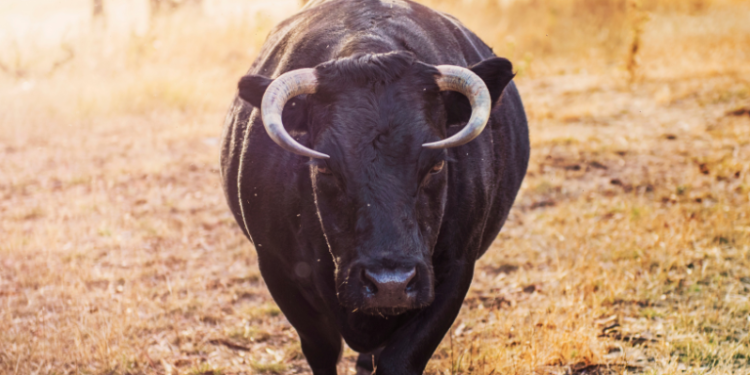 Bull Show Steal the Spotlight at Jolle Group’s Grand Event