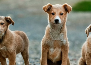 Belagavi DC cancels dog sterilisation centre plan after protests