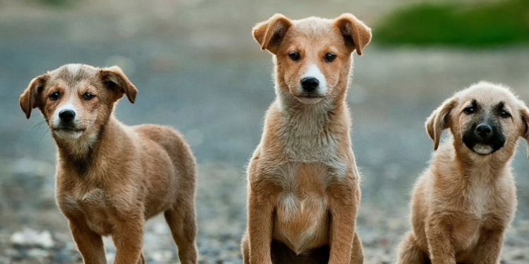 Belagavi DC cancels dog sterilisation centre plan after protests