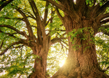 ₹300 crore sanctioned for upgrading Belagavi–Bagalkot link road