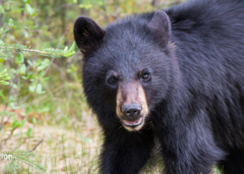 Two held in Belgaum for robbery; gold and vehicle worth ₹11 lakh recovered