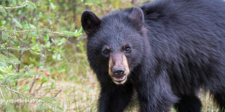 Two held in Belgaum for robbery; gold and vehicle worth ₹11 lakh recovered