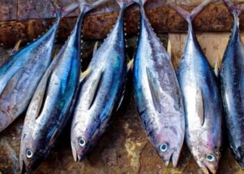 Belagavi bans fishing amid heavy rain and increased dam inflows