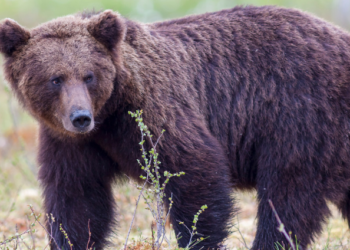 Unauthorized individual found operating as a sub-registrar inside DC office premises