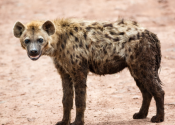 Three arrested for drug peddling near Samarth Nagar in Belgaum