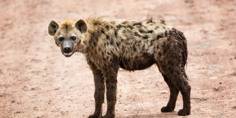 Three arrested for drug peddling near Samarth Nagar in Belgaum