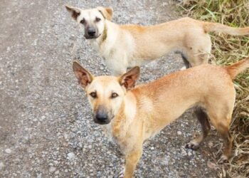 Belagavi to get 2-acre stray dog sterilization facility in Hirebagewadi