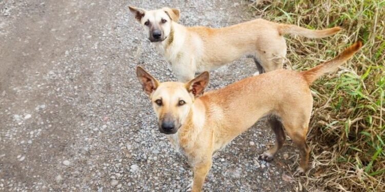 Belagavi to get 2-acre stray dog sterilization facility in Hirebagewadi