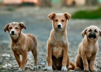 Jamboti PKPS Society Office Locked, Key Officials Untraceable