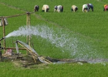 Out of 59 sanctioned posts, only 24 staff on duty in Khanapur vet clinics