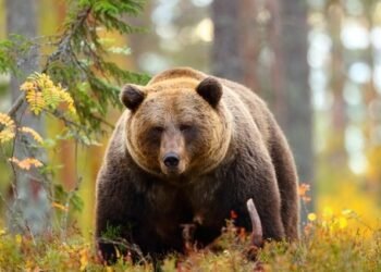 Out of 59 sanctioned posts, only 24 staff on duty in Khanapur vet clinics