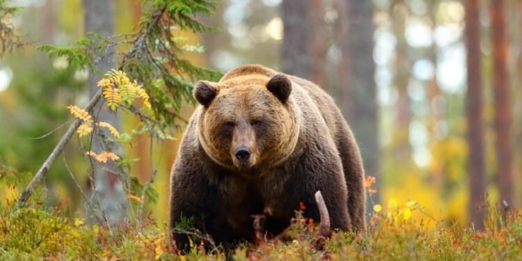 Out of 59 sanctioned posts, only 24 staff on duty in Khanapur vet clinics