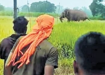 Wild elephants destroy crops in Khanapur villages