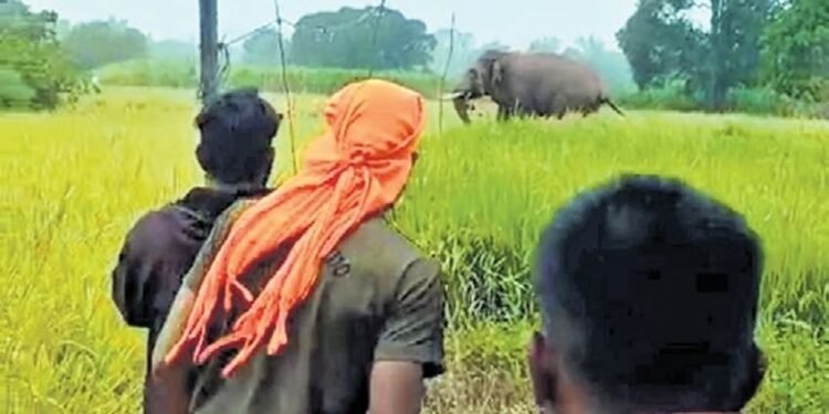 Wild elephants destroy crops in Khanapur villages