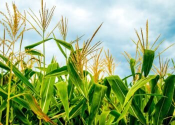 Belagavi residents stage unique protest by planting corn on damaged road