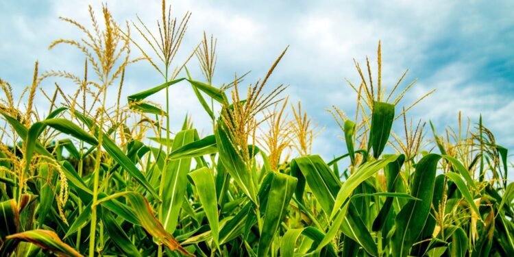 Belagavi residents stage unique protest by planting corn on damaged road