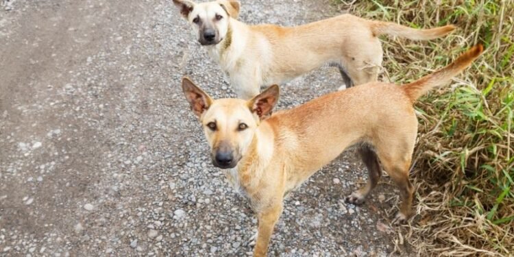 8,000 women duped in ₹12 crore ‘work from home’ scam in Belagavi