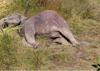Wildlife activist seeks top-level investigation into elephant deaths in Belagavi