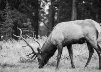 Belagavi zoo records 29 blackbuck deaths; massive probe underway