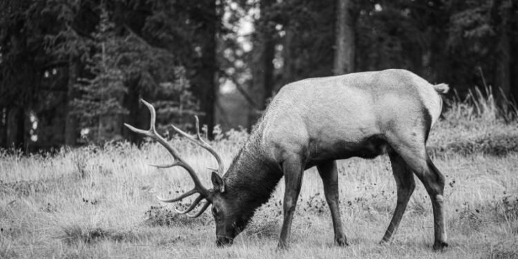 Belagavi zoo records 29 blackbuck deaths; massive probe underway