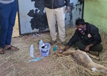 Hemorrhagic septicemia confirmed behind 31 blackbuck deaths at Kittur Rani Chennamma Mini Zoo