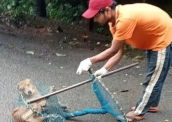 Government launches intensive CNVR programme to curb stray dog population across Karnataka