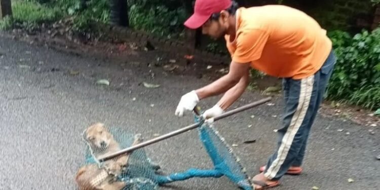 Government launches intensive CNVR programme to curb stray dog population across Karnataka