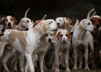 22-year-old Belagavi girl succumbs to injuries after stray dog-related accident