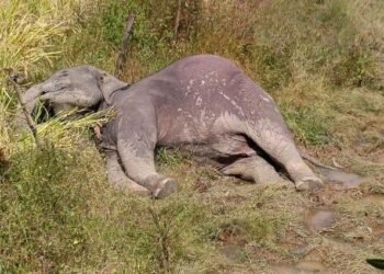 Belagavi Rajyotsava stabbing victims recover & discharged from hospital